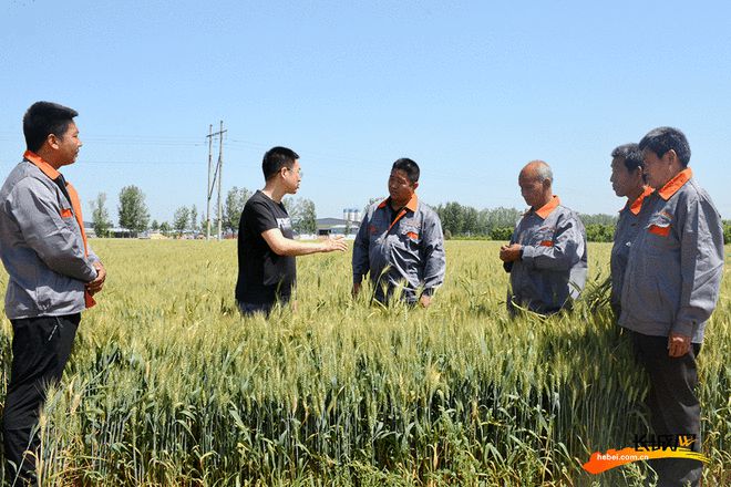 博鱼彩票高清组图丨河北宁晋：科技赋能农业 绿色高质高效(图3)