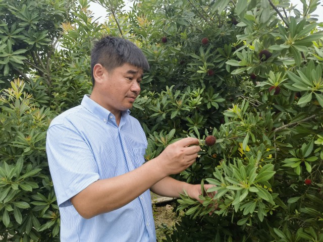 博鱼彩票挑花眼！苏州这里竟保存了200多种杨梅(图11)