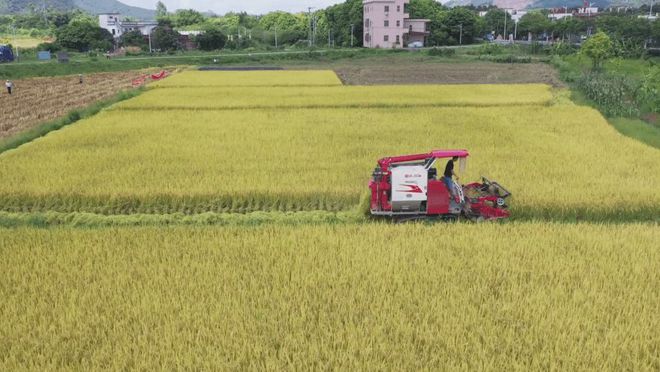 肇庆：大力推广现代农业技术提高粮食增产增收(图5)