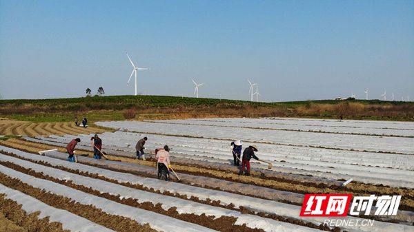 博鱼彩票江永：“云指导”让烤烟种植技术直达田间地头(图2)