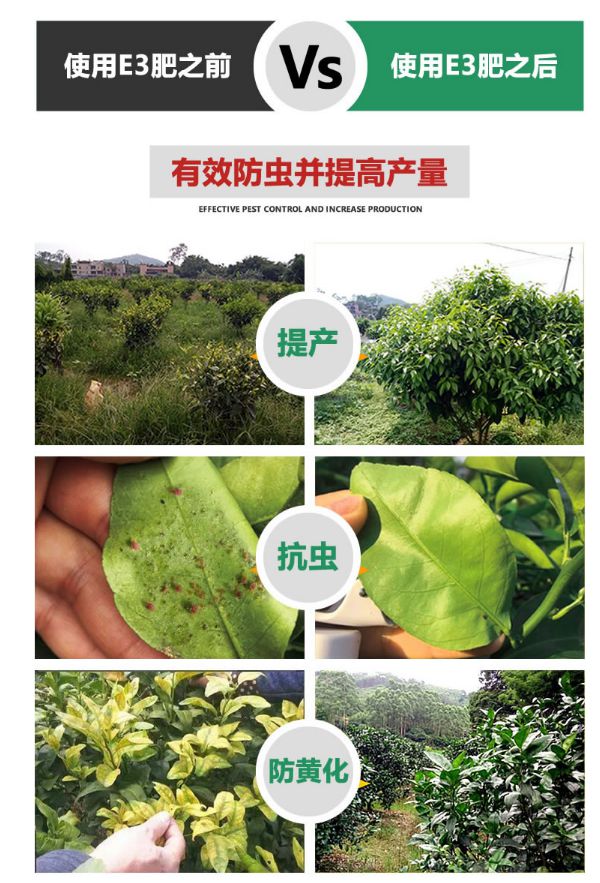 种植火龙果施肥的几个要点(图2)