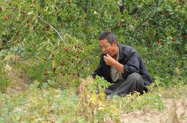 博鱼彩票建议家有院子的别忘了种上这果树！好种易活来年就吃大鲜果(图2)