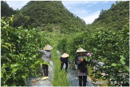 博鱼彩票百香果飘香四溢一个百香果养活几地农民！果农：天再热也有干劲(图1)