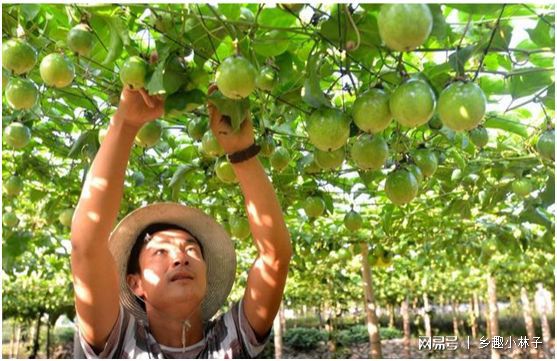 博鱼彩票百香果飘香四溢一个百香果养活几地农民！果农：天再热也有干劲(图3)