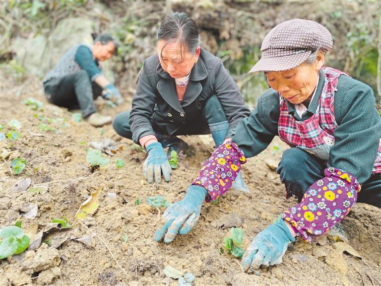 博鱼彩票江口县官和乡：中药材种植忙(图1)