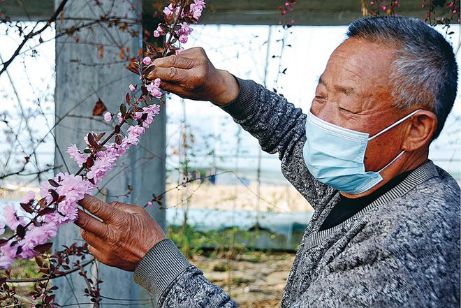 博鱼彩票果树花开香满园 温室大棚春意浓(图1)