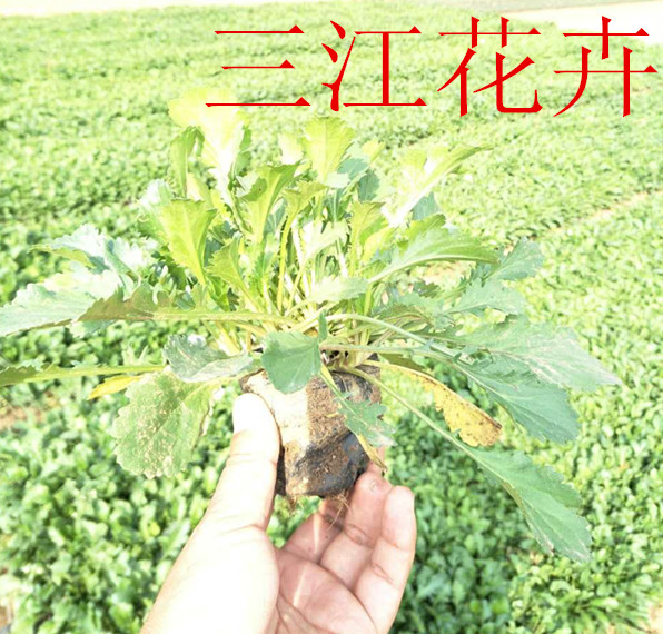 全国各地花海农业种植技术指导(图2)