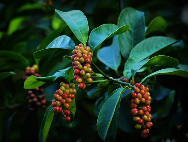 博鱼彩票在农村种植这三种药材成本低利润大年收入高出打工几倍(图4)