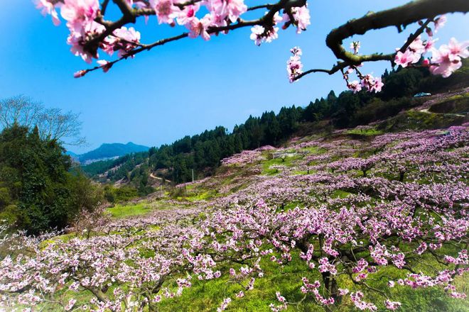 博鱼彩票龙泉驿水蜜桃给世界一份夏日的甜蜜(图1)