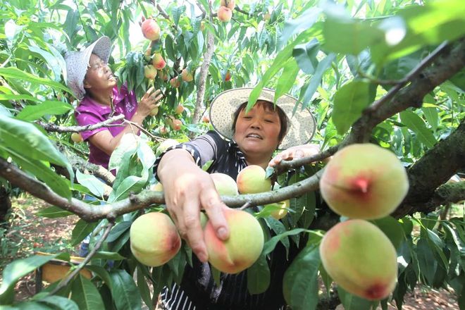 博鱼彩票龙泉驿水蜜桃给世界一份夏日的甜蜜(图6)