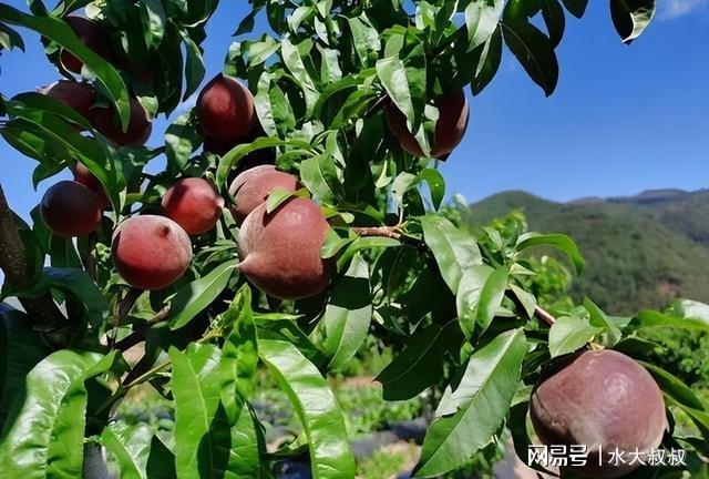 博鱼彩票家里有庭院不妨种几棵果树果实清甜可口市场行情很好(图8)