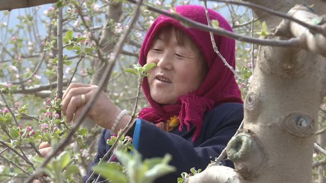 「春日会宁」人间四月芳菲尽 苹果花开兆丰年(图2)