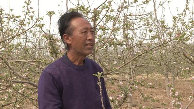 「春日会宁」人间四月芳菲尽 苹果花开兆丰年(图1)