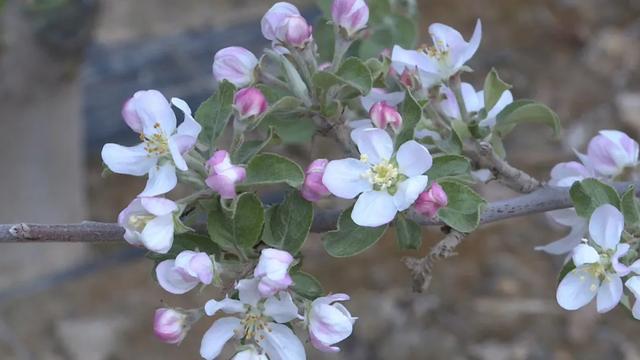 「春日会宁」人间四月芳菲尽 苹果花开兆丰年(图3)