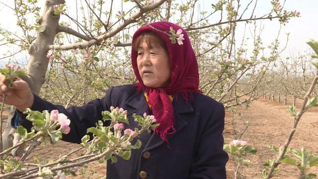 「春日会宁」人间四月芳菲尽 苹果花开兆丰年(图4)