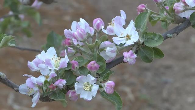 「春日会宁」人间四月芳菲尽 苹果花开兆丰年(图5)