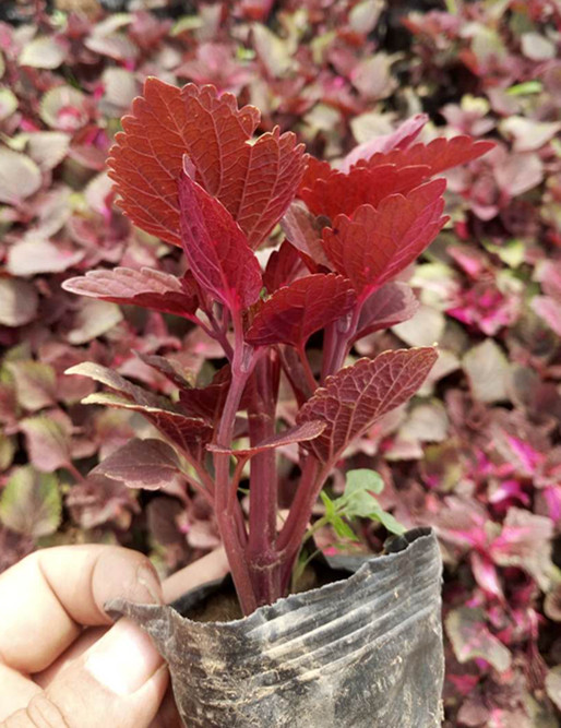 博鱼彩票草花大全种植技术(图1)