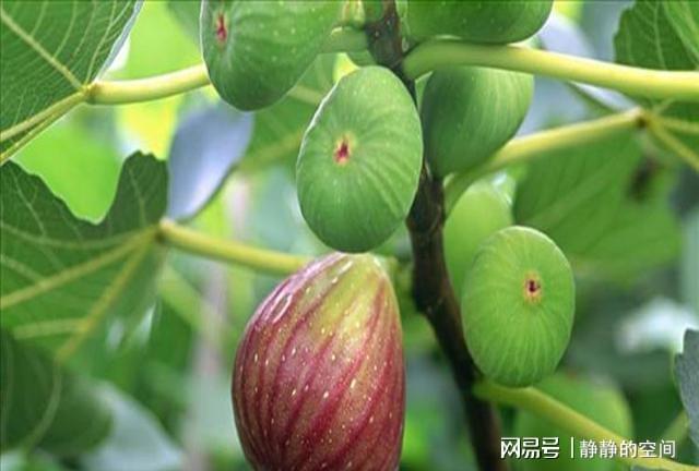 它是不开花也结果的果树一年两熟好成活打理简单(图5)