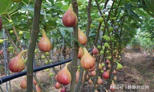 它是不开花也结果的果树一年两熟好成活打理简单(图3)