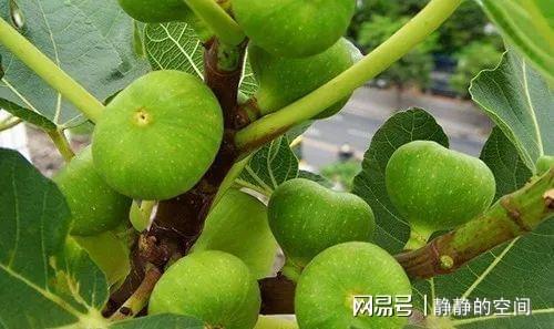 它是不开花也结果的果树一年两熟好成活打理简单(图7)