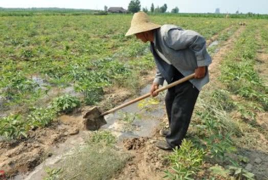 博鱼彩票开春后这种果树火了产量丰富、销量优秀丰收就能赚大钱(图4)