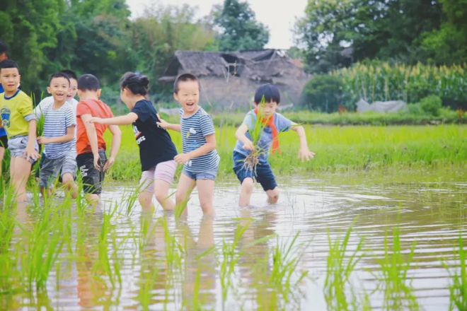 博鱼彩票四时农耕课丨春耕 夏耘 秋收 冬藏我们和水稻共成长(图2)