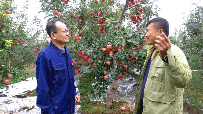 博鱼彩票黄河水浇出“幸福果”(图2)