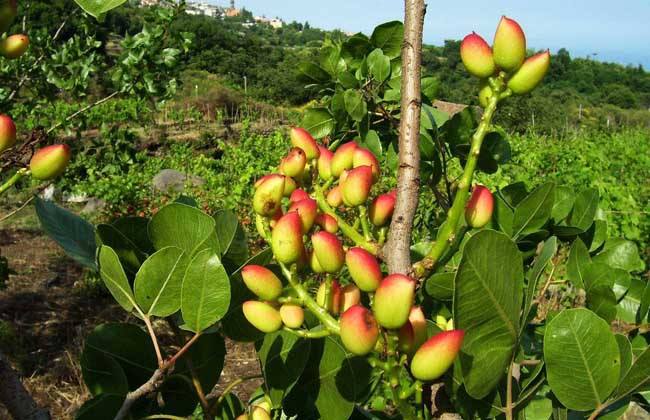 开心果如何种植它们分布在哪里？(图2)