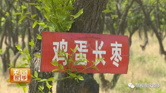 博鱼彩票欢乐乡村游：新茂农场 田园美景里捡珍珠鸡蛋乐趣多(图4)