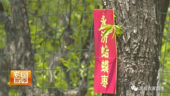 博鱼彩票欢乐乡村游：新茂农场 田园美景里捡珍珠鸡蛋乐趣多(图5)