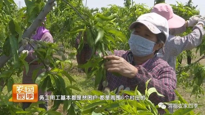 博鱼彩票欢乐乡村游：新茂农场 田园美景里捡珍珠鸡蛋乐趣多(图11)