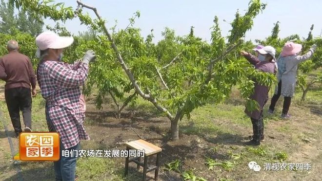 博鱼彩票欢乐乡村游：新茂农场 田园美景里捡珍珠鸡蛋乐趣多(图12)