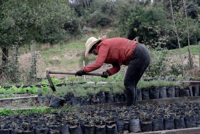 博鱼彩票农业种植致富项目推荐(图4)