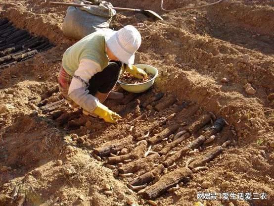 博鱼彩票哪些药材种植利润高？适合长期在农村创业的人？请看分析(图11)