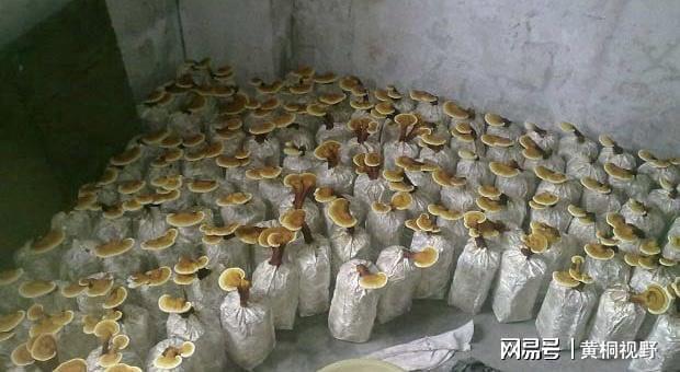 博鱼彩票想发财种药材！家庭药材种植好项目1斤180元20平方年赚15万(图3)