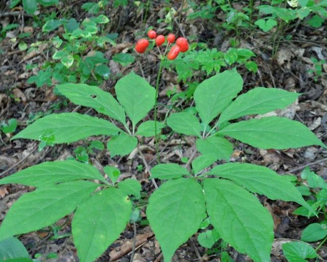 种植药村能走上致富之路选择这两种药材年入十万没问题(图3)