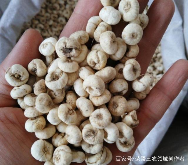 博鱼彩票种植这种药材四亩赚8万元多种植方式怎么样呢(图2)