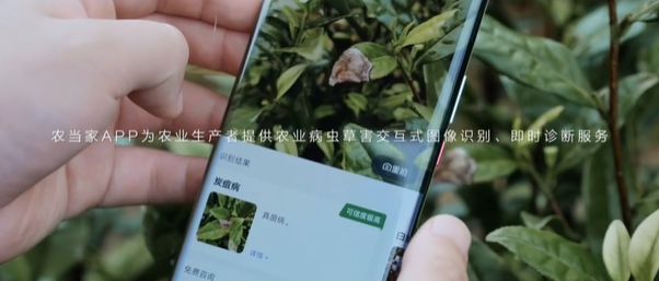 博鱼彩票一款能识别52种作物病虫害的软件你一定没用过！(图1)