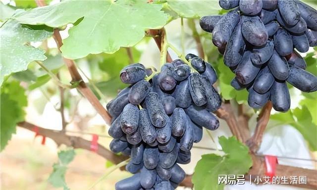 家有院子的可以种植一些这种果树营养丰富耐寒耐旱好养活(图6)