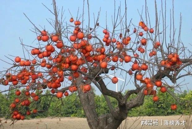 博鱼彩票这些好养的果树都特别适合栽种在院子里(图8)