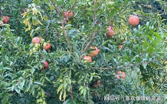 4种树“旺家旺子孙”适合庭院栽种门口种一棵能“镇宅”(图1)