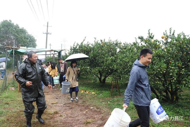 鱼山橘园飘香(图2)