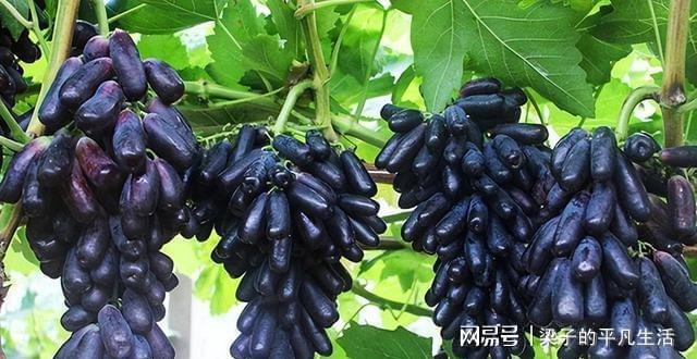 此果树在家多种几棵口感极佳软糯多汁观赏食用都不错(图2)