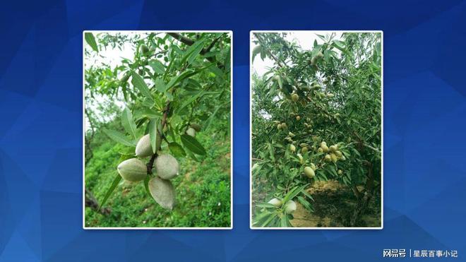 博鱼彩票现在农村荒山种植什么好巴旦木树苗种植不可少(图1)