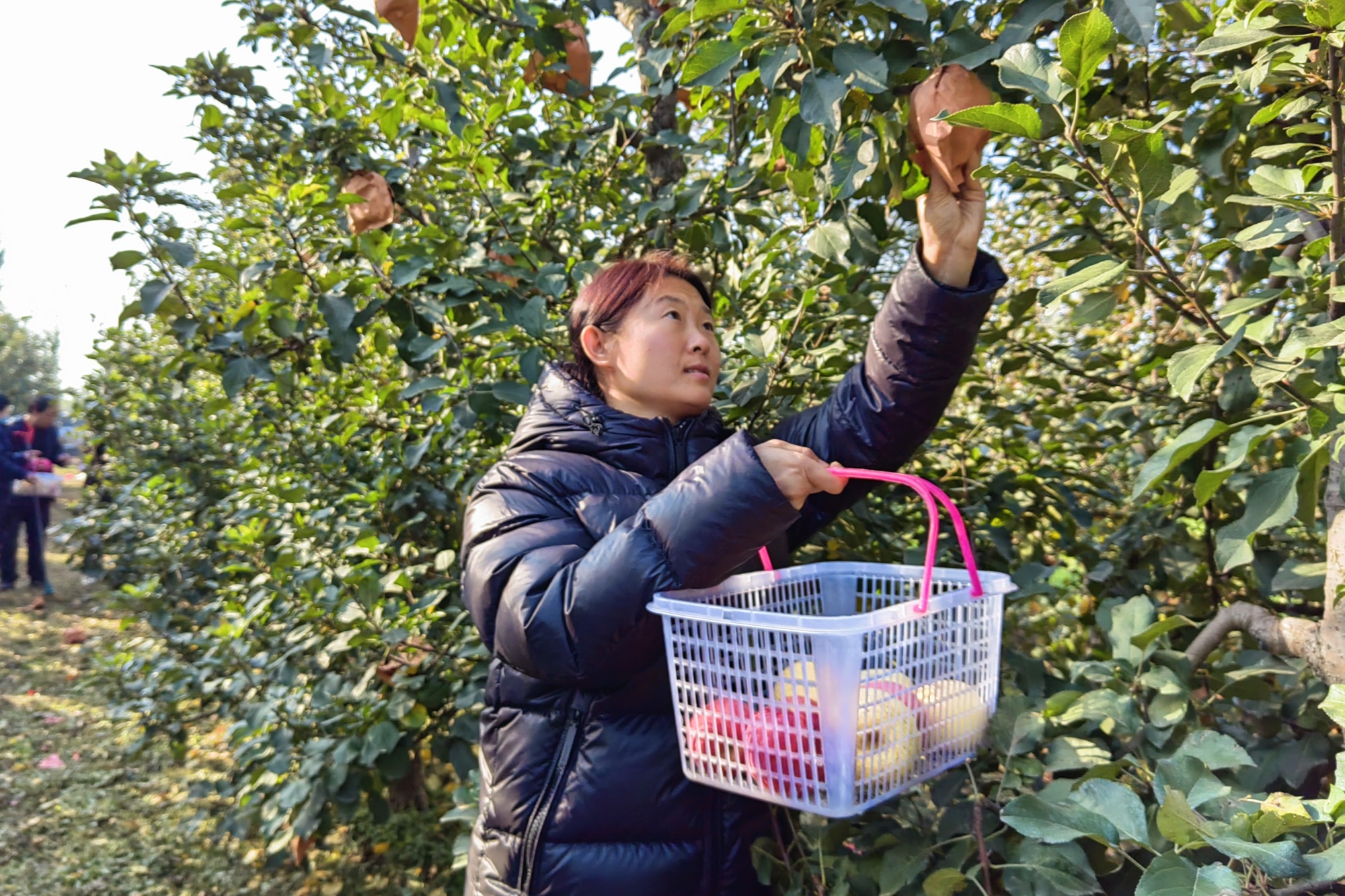 博鱼彩票河北定兴：苹果盈枝促增收(图1)