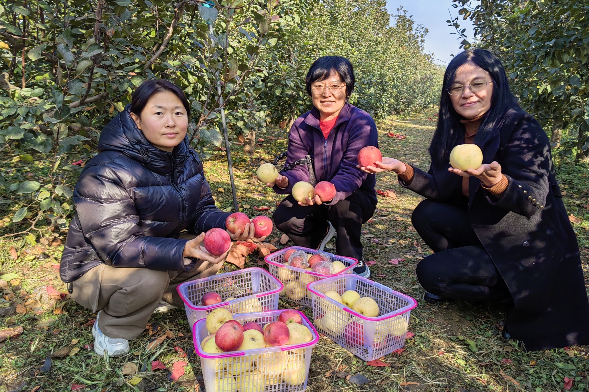 博鱼彩票河北定兴：苹果盈枝促增收(图4)