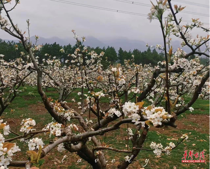 博鱼彩票永州市南桥镇：庭院“小经济”撬动乡村“大振兴”(图2)