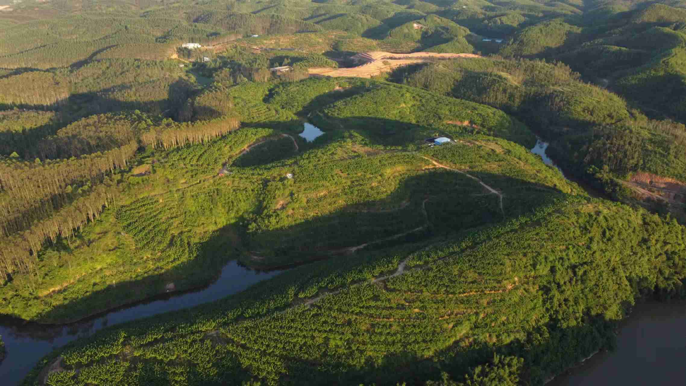 博白在广西丘陵山地首个成功规模化种植释迦果(图1)