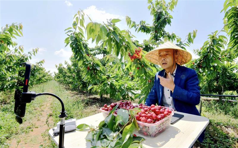 博鱼彩票小小樱桃成了丘陵山区群众致富的“金果果”(图2)