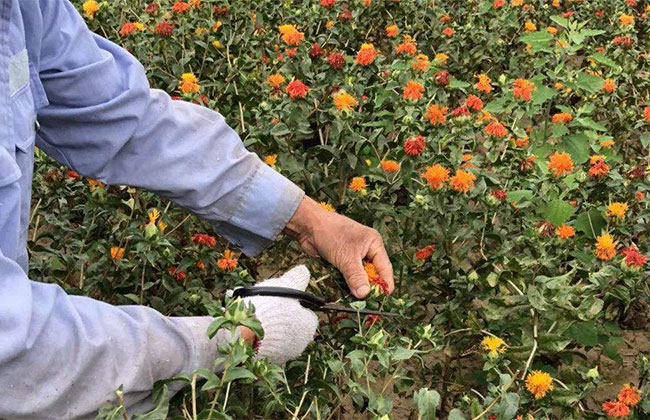 博鱼彩票农村种植什么能致富？农村种植致富20个好项目(图2)